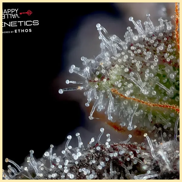 Overtime Feminized Seeds additional image 1
