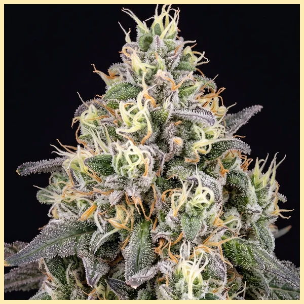Pancakes Feminized Seeds additional image 1