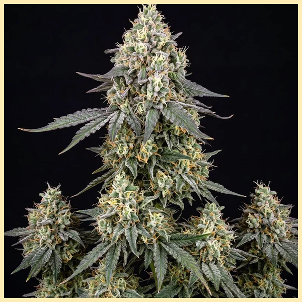Pancakes Feminized Seeds featured image