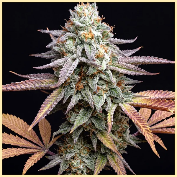 Peach Creshendo Feminized Seeds featured image