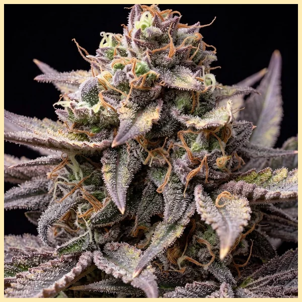 Peanut Butter Breath Autoflower Seeds additional image 1