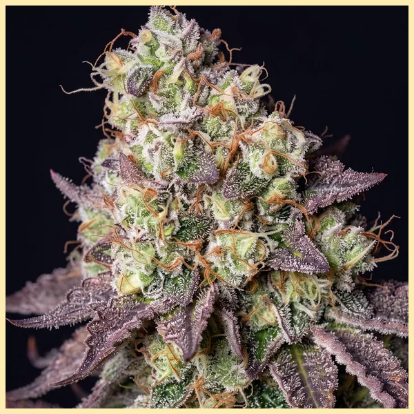 Peanut Butter Breath Feminized Seeds additional image 1