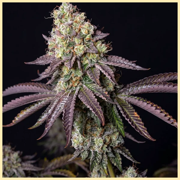 Peanut Butter Breath Feminized Seeds featured image