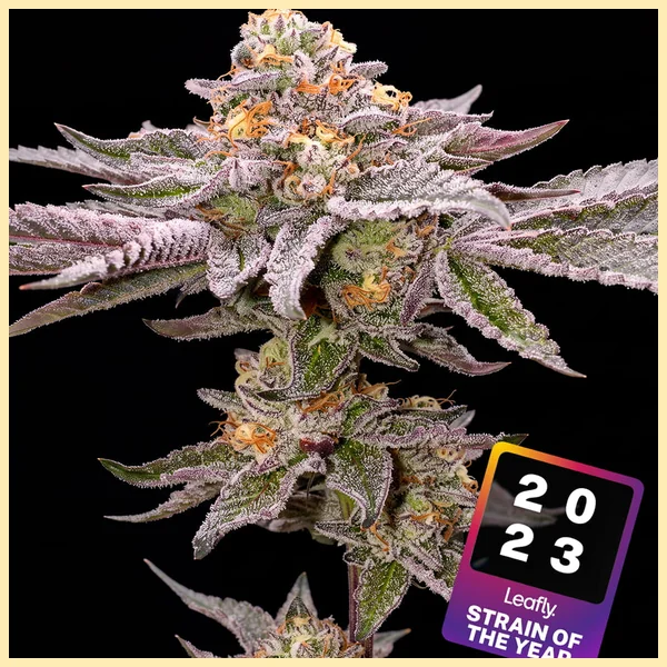 Permanent Marker Feminized Seeds featured image
