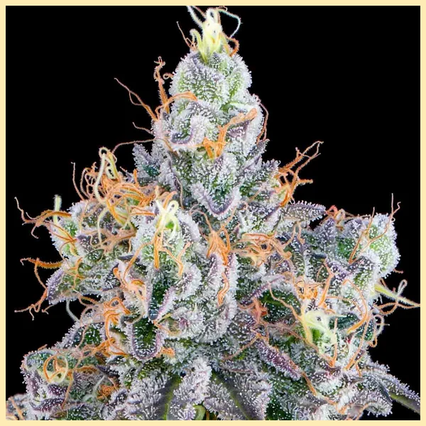 Permanent Melonz Feminized Seeds additional image 2