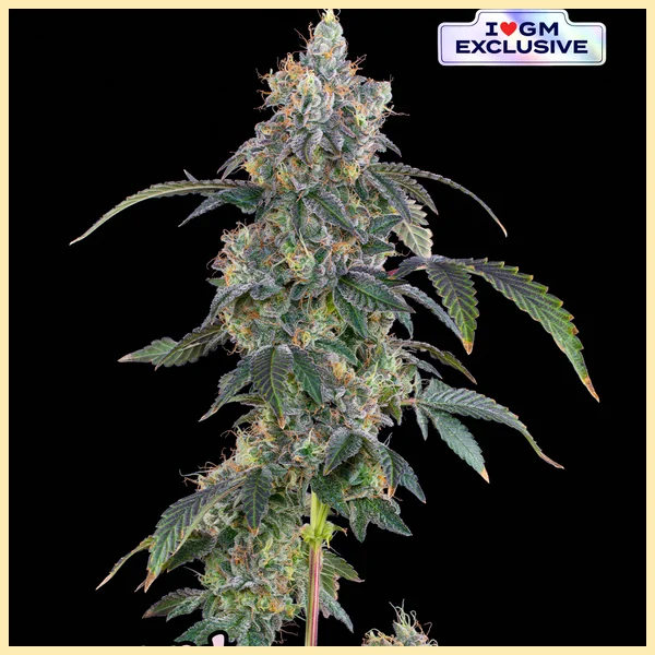 Permanent Melonz Feminized Seeds featured image