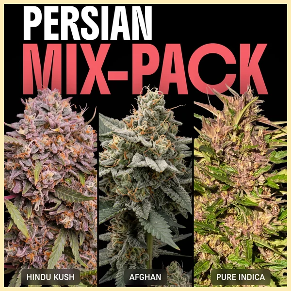 Persian Mix Pack Weed Seeds featured image