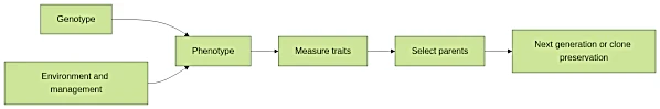 Phenotype formation and selection loop