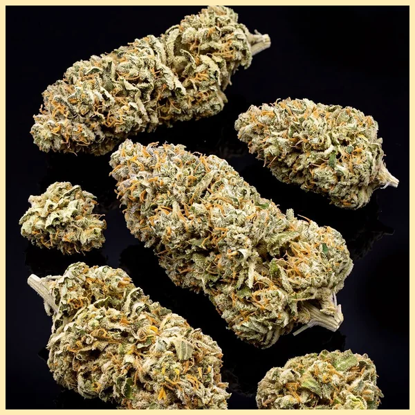 Pine Autoflower Seeds additional image 2