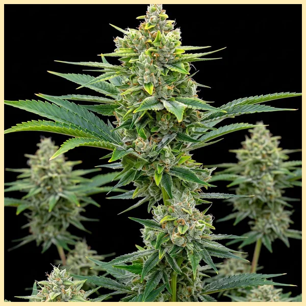 Pine Autoflower Seeds featured image