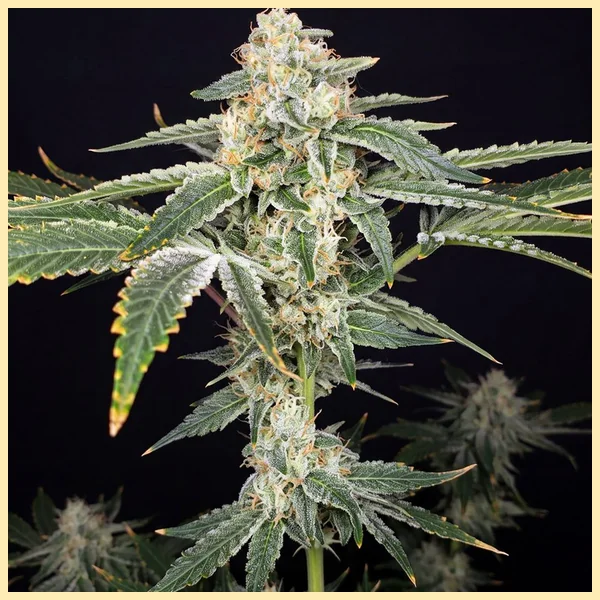 Pineapple Haze Feminized Seeds featured image