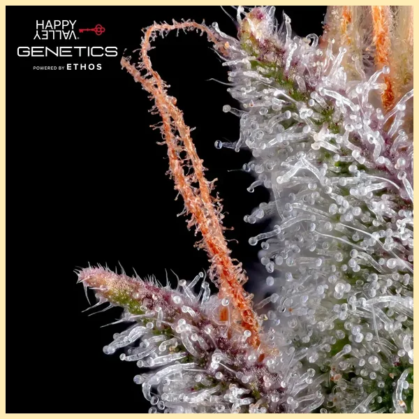 Pineapple Daddy Autoflower Seeds additional image 1