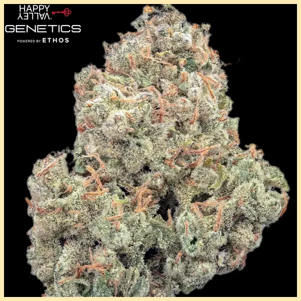 Pineapple Daddy Autoflower Seeds additional image 2
