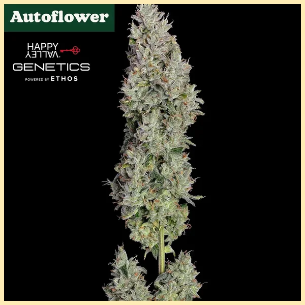 Pineapple Daddy Autoflower Seeds featured image