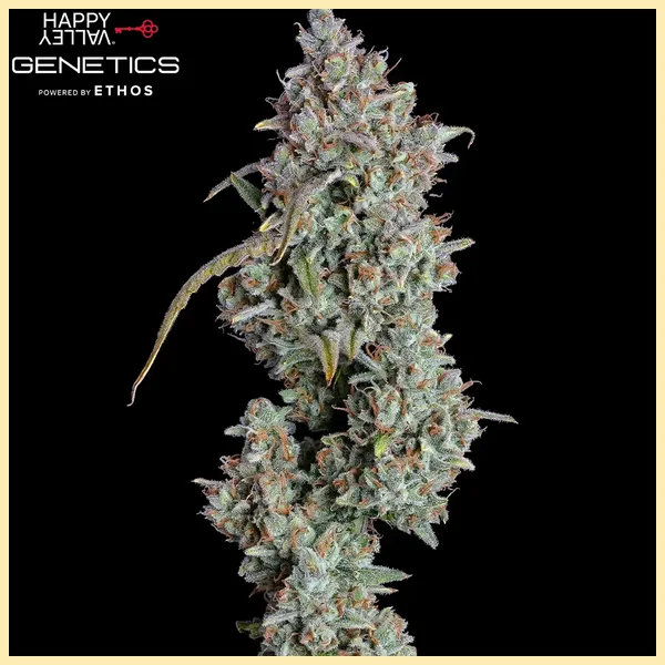 Pineapple Diesel Autoflower Seeds additional image 3