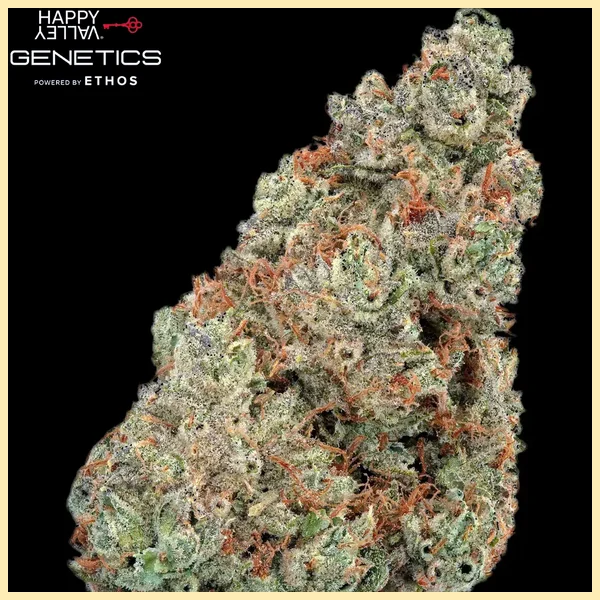 Pineapple Diesel Autoflower Seeds additional image 1