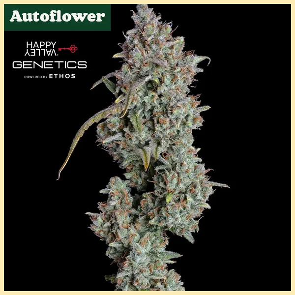 Pineapple Diesel Autoflower Seeds featured image