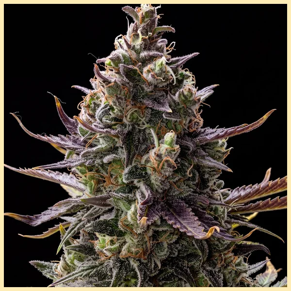 Pink Rozay Feminized Seeds featured image