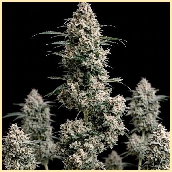Afghan Autoflower Seeds featured image