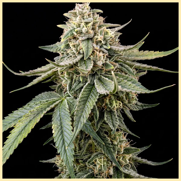 Power Mix Pack Weed Seeds additional image 3