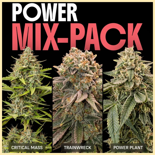 Power Mix Pack Weed Seeds featured image