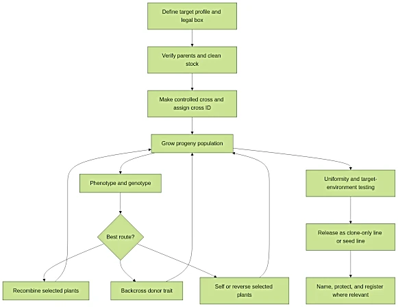 Workflow for creating a new cannabis strain