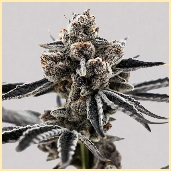 Project Fanta Feminized Seeds additional image 1
