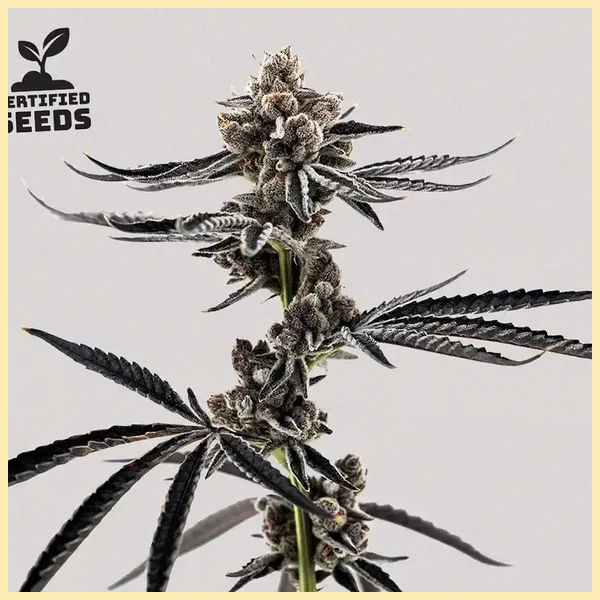 Project Fanta Feminized Seeds featured image