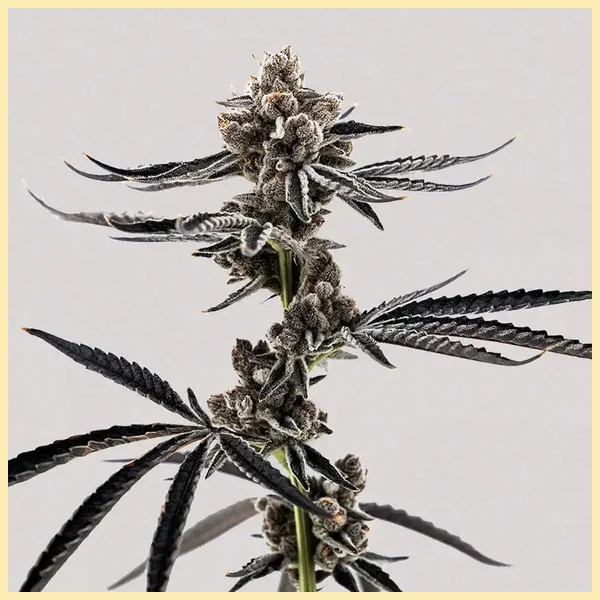 Project Fanta Feminized Seeds additional image 2