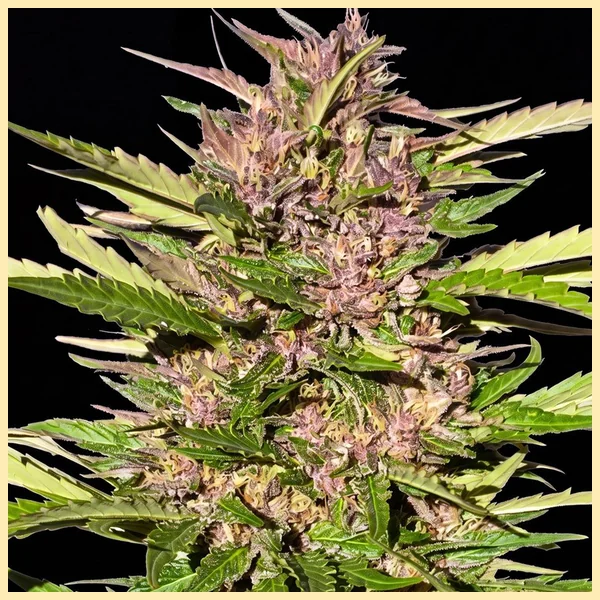 Pure Indica Feminized Seeds featured image