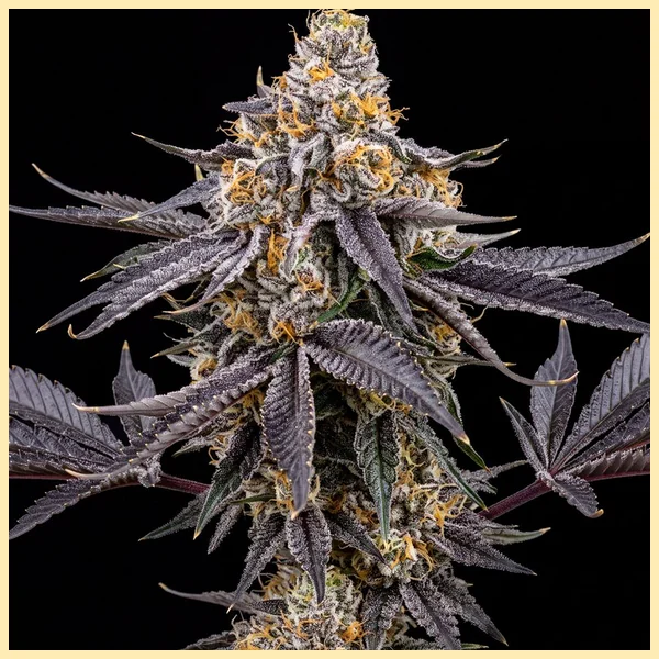 Purple Gelato Feminized Seeds featured image