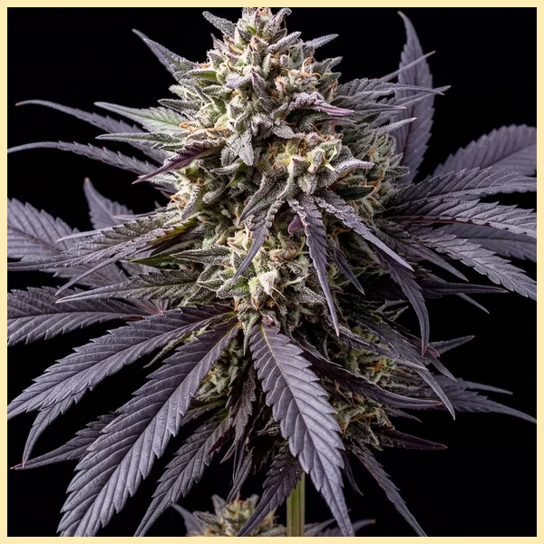 Purple Haze Feminized Seeds featured image