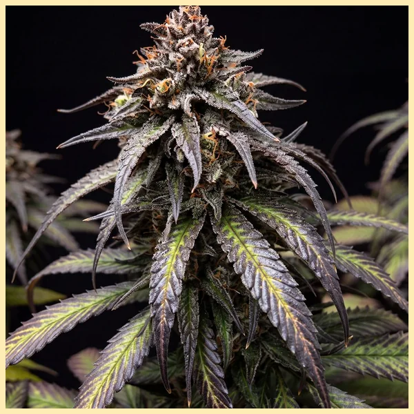 Purple Kush Autoflower Seeds featured image