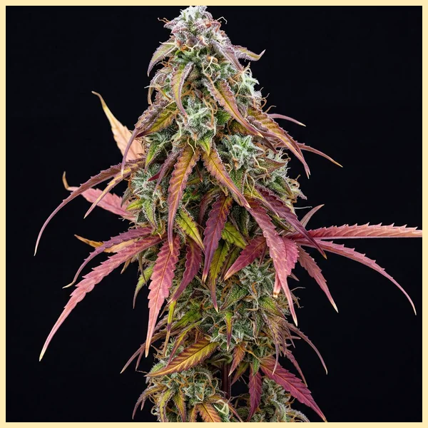 Purple Kush Feminized Seeds featured image