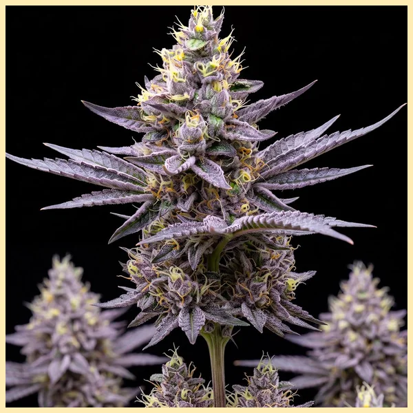 Purple Punch Autoflower Seeds featured image