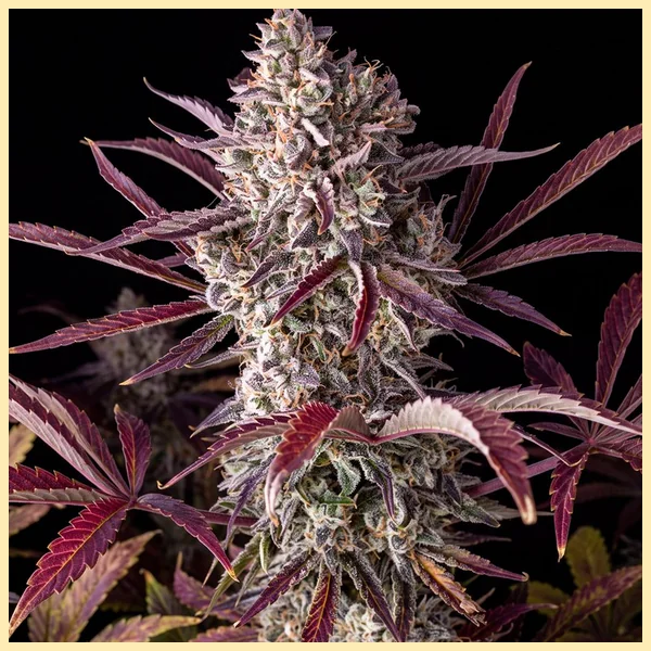 Purple Punch Feminized Seeds featured image