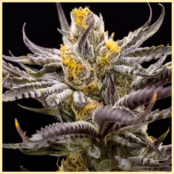 Purple Sunset Autoflower Seeds additional image 1