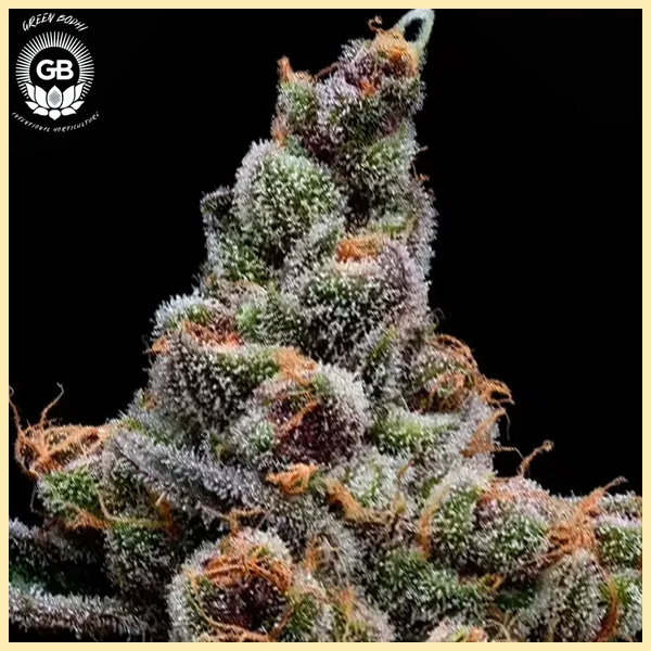 Purple Tangie Twist Feminized Seeds additional image 1