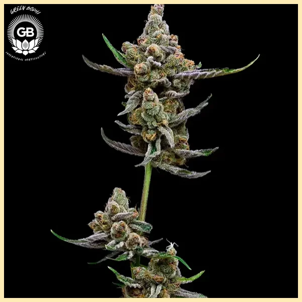 Purple Tangie Twist Feminized Seeds additional image 2