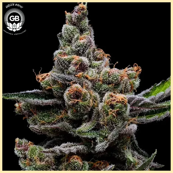 Purple Tangie Twist Feminized Seeds featured image