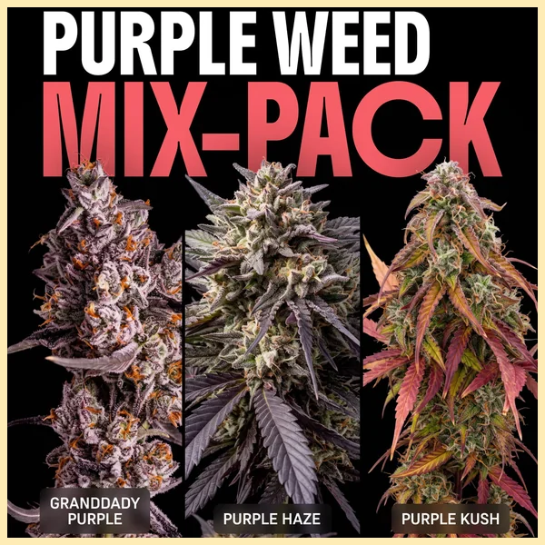 Purple Weed Mix Pack Seeds featured image