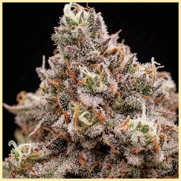 Rainbow Glue Feminized Seeds additional image 2