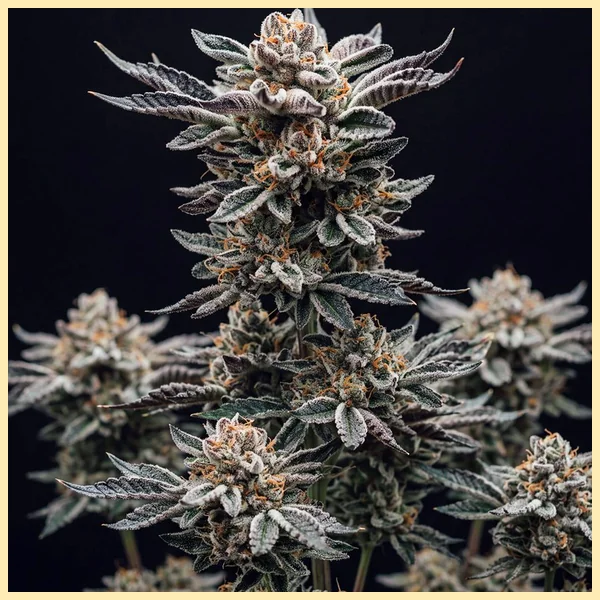 Rainbow Runtz Autoflower Seeds featured image