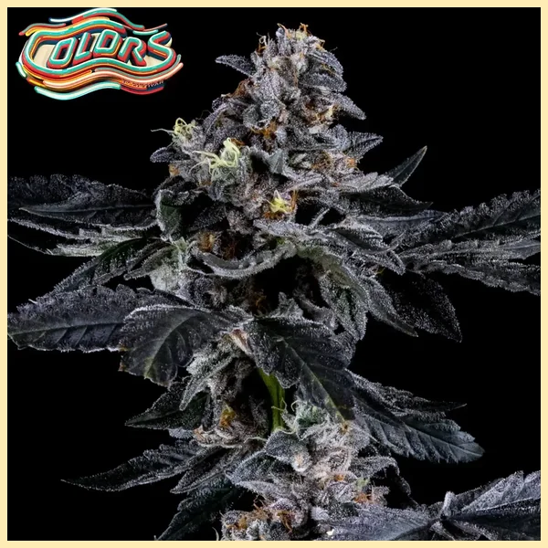 Rainbow Showers Feminized Seeds additional image 1