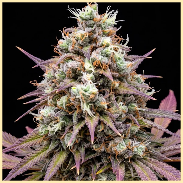 Raspberry Cough Autoflower Seeds additional image 1