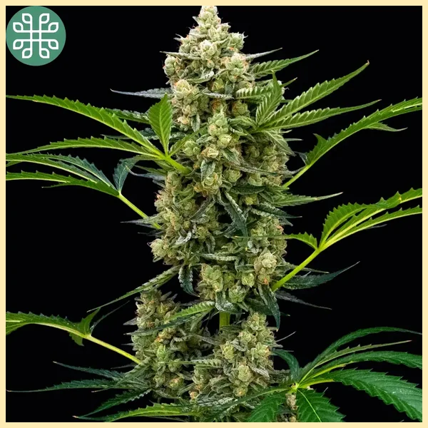 Rocket Juice Auto Seeds additional image 3