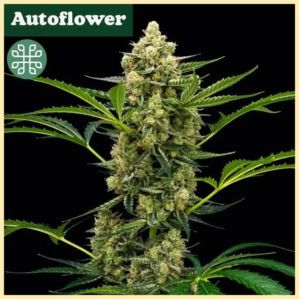 Rocket Juice Auto Seeds featured image