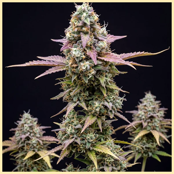 Runtz Autoflower Seeds featured image