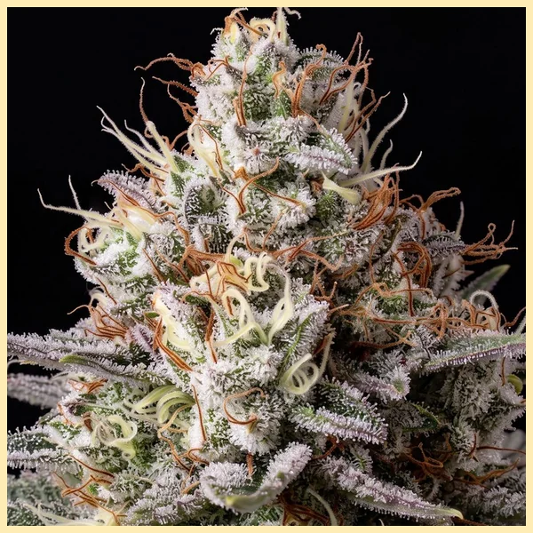 Runtz Feminized Seeds additional image 1