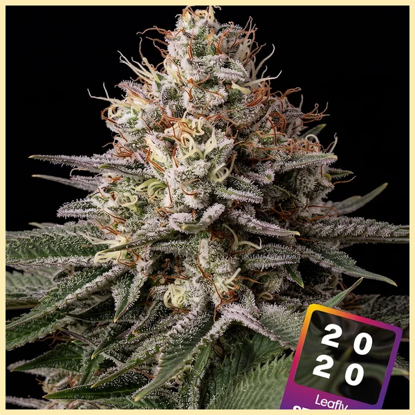 Runtz Feminized Seeds featured image